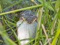 Snake eating a fish on nature