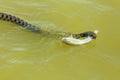 The snake eats fish Royalty Free Stock Photo