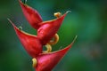 Snake from Ecuador. Bothriechis schlegeli, Yellow Eyelash Palm Pitviper, on the red wild flower. Wildlife scene from tropic forest Royalty Free Stock Photo