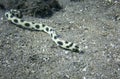 Snake Eel Hunting on Sandy Ocean Floor in Hawaii Royalty Free Stock Photo