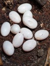 Snake eggs