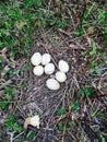 Snake eggs from Missouri