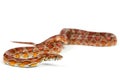 Snake Royalty Free Stock Photo