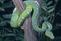 Snake-Emerald tree boa