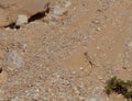 Snake-eyed lizard running in the desert Royalty Free Stock Photo
