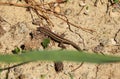 Snake-eyed lizard runs in grass and on abandoned place in in Akamas Peninsula National Park, Cyprus. Lonely lizard warming up on