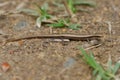Snake-eyed Skink - Ablepharus kitaibelii also European copper or European snake-eyed skink, Juniper or Snake-eyed skink, lizard