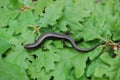 Snake-eyed skink