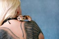 Snake on female shoulder and back, part woman body. Boa constrictor snake crawling per womanÃ¢â¬â¢s back, shoulder, tattoo.