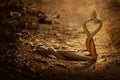 Snake fight. Indian rat snake, Ptyas mucosa. Two non-poisonous Indian snakes entwined in love dance on dusty road of Ranthambore n Royalty Free Stock Photo