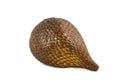 Snake Fruit