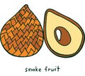 Snake fruit coloring page. Graphic vector colorful doodle art for coloring books for adults