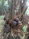 Snake fruit tree (Zalacca)