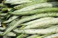 Snake gourd Royalty Free Stock Photo