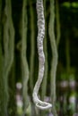 Snake gourd - Exhibits of the 19th China Changchun International Agricultural Expo