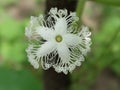 Snake-gourd flower