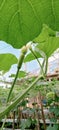 Snake gourd plants that have started to bear fruit Royalty Free Stock Photo