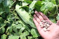 snake gourd with seed on tree