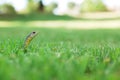 Snake in the Grass Royalty Free Stock Photo