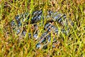 Snake in the grass Royalty Free Stock Photo