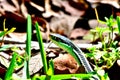 Snake in the Grass 1 Royalty Free Stock Photo