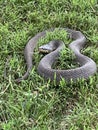 Snake in the grass, plain bellied water snake, non venomous Royalty Free Stock Photo