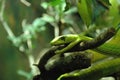 Snake, Green Mamba Royalty Free Stock Photo