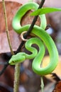 Snake (green pit viper) Royalty Free Stock Photo