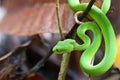 Snake (green pit viper) Royalty Free Stock Photo