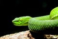 Snake, green tree viper Cameron Highland pit viper Trimeresurus nebularis Royalty Free Stock Photo