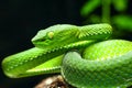 Snake, green tree viper Cameron Highland pit viper Trimeresurus nebularis Royalty Free Stock Photo