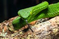 Snake, green tree viper Cameron Highland pit viper Trimeresurus nebularis Royalty Free Stock Photo