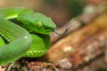 Snake, green tree viper Cameron Highland pit viper Trimeresurus nebularis Royalty Free Stock Photo