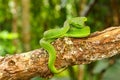 Snake, green tree viper Cameron Highland pit viper Trimeresurus nebularis Royalty Free Stock Photo