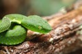 Snake, green tree viper Cameron Highland pit viper Trimeresurus nebularis Royalty Free Stock Photo