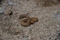 Snake on the ground in Byeonsan-Bando National Park, South Korea.