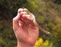 Snake in hand