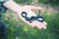 Snake on the hand Royalty Free Stock Photo