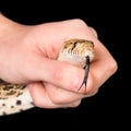 Snake in hand