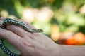 A snake on the hand, a small snake crawling on the hand on a green background Royalty Free Stock Photo