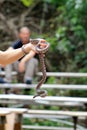 Snake hanging from girls hand Royalty Free Stock Photo