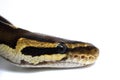 Snake Head Ball Python Head on white background 1 Royalty Free Stock Photo