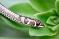 Snake head close-up on green leaf. Royalty Free Stock Photo