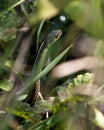 Snake Stock Photos. Snake head close-up profile view with foreground and background of foliage in its environment and habitat Royalty Free Stock Photo