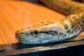 Snake head close up, Python Royalty Free Stock Photo