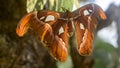 Snake head moth butterfly full wingspan close up photograph, largest moth in Sri Lanka