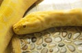 Snake head and skin. Yellow. Golden. Royalty Free Stock Photo