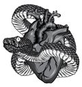 Monochromatic Snake and heart tattoo. Symbol of love, envy, evil t-shirt design vector