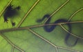 Snake hunting frog on e green leaf Royalty Free Stock Photo