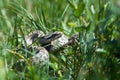 Snake hunts in grass